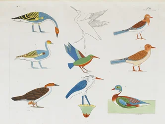 Several species of birds represented in the hunt